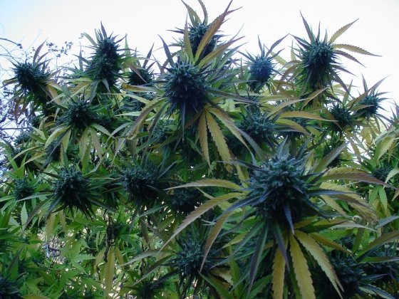 production-of-marijuana